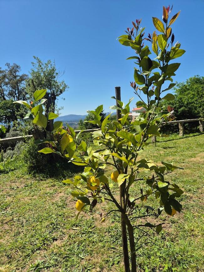 As Casinhas Do Moinho Villa Valenca Dış mekan fotoğraf